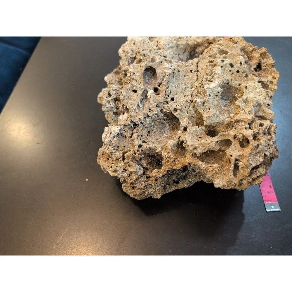Coral Reef Cluster Specimen - 8